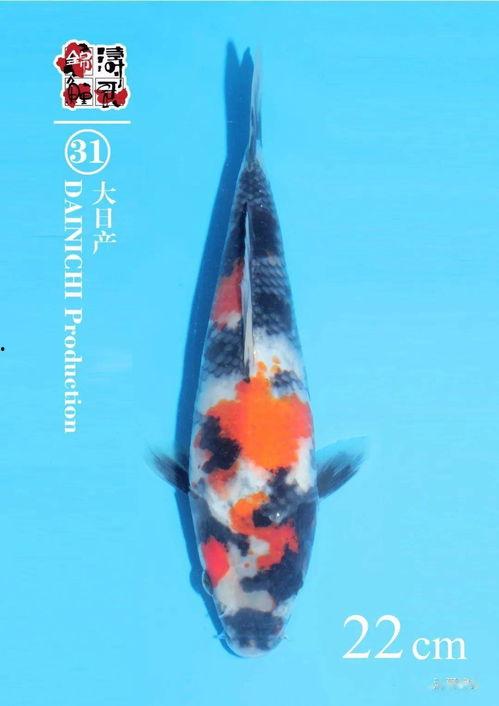 鸟哥爆料锦鲤视频,鸟哥独家爆料背后的故事 第2张 鸟哥爆料锦鲤视频,鸟哥独家爆料背后的故事 第2张