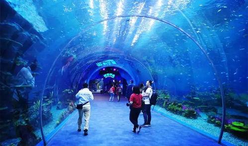 海洋最新爆料视频播放,最新爆料视频揭秘神秘海洋生物  第2张